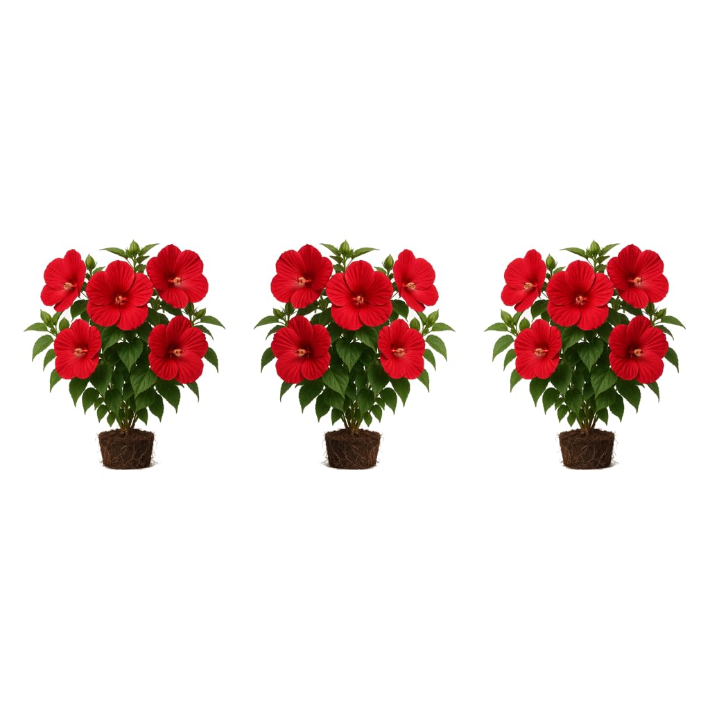 Set of 3 Hardy Hibiscus Luna Red Live Plants, Giant Dinner Plate Perennial Blooms, USDA Zones 4 to 9, Full Sun