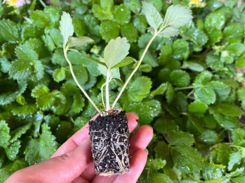 Strawberry Rose Summer Breeze Starter Plant - Edible Pink Blooms | Ships as 1 starter plant in a 1 in nursery pot. Ornamental strawberry, pink blooms and sweet edible berries. Zones 4-9.