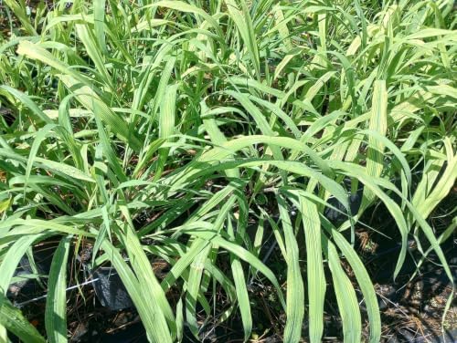 Set of 8 Lemon Grass Live Plants, 4-8 inches | Lemongrass Culinary and Mosquito Repelling Herb, USDA Zones 9 to 11, Full Sun, No Pot