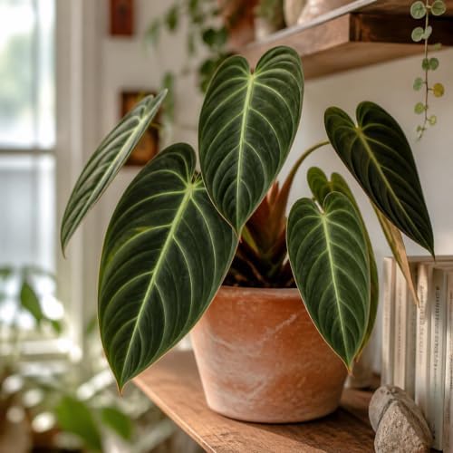 Set of 3 Melanochrysum Philodendron Live Plant, 4-8 inches | Rare Tropical Velvet Leaf Climbing Indoor Houseplant, USDA Zones 9 to 11, Partial Shade