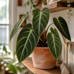 Set of 3 Melanochrysum Philodendron Live Plant, 4-8 inches | Rare Tropical Velvet Leaf Climbing Indoor Houseplant, USDA Zones 9 to 11, Partial Shade