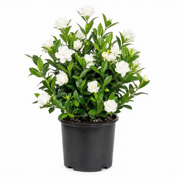 Jasmine Gardenia August Beauty Live Plant, Fragrant Creamy White Blooming Shrub, USDA Zones 8 to 11, Partial Sun