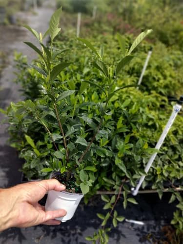 Jasmine Gardenia August Beauty Live Plant, Fragrant Creamy White Blooming Shrub, USDA Zones 8 to 11, Partial Sun