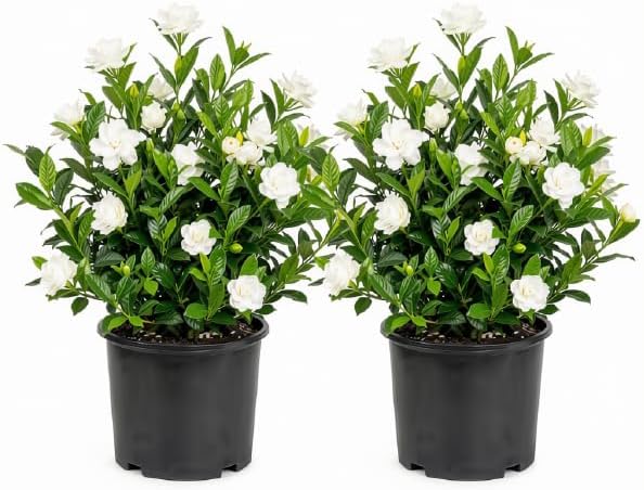 Jasmine Gardenia August Beauty Live Plant, Fragrant Creamy White Blooming Shrub, USDA Zones 8 to 11, Partial Sun