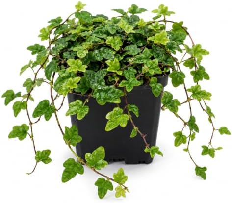 String of Frogs Live Plant, 4 in, Nursery Pot | Ficus pumila 'Quercifolia', tiny oak leaf shaped foliage, a tropical fig vine not a succulent