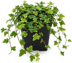 String of Frogs Live Plant, 4 in, Nursery Pot | Ficus pumila 'Quercifolia', tiny oak leaf shaped foliage, a tropical fig vine not a succulent