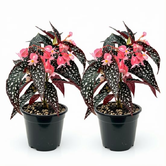 Begonia Starter Live Plants, 4-8 Inches, No Pot (Black Foliage)