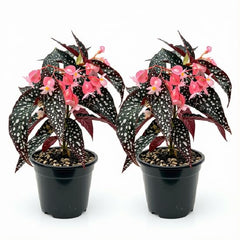 Begonia Starter Live Plants, 4-8 Inches, No Pot (Black Foliage)