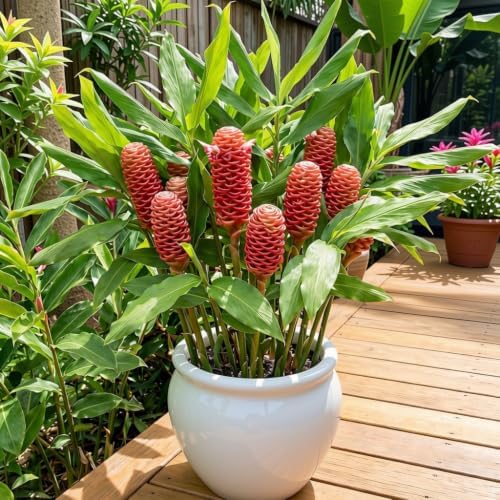 Set of 2 Red Awapuhi Shampoo Ginger Live Plant, Zingiber Zerumbet | Starter Plant, 4-8 Inches, Hawaiian Shampoo Plant, Fragrant Red Cone Flowers, USDA Zones 9 to 11, Partial Shade, No Pot