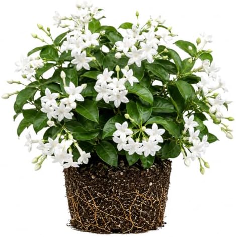 Set of 2 Maid of Orleans Arabian Jasmine Live Starter Plants, 4-8 Inches | Fragrant Double White Star-Shaped Blooms, USDA Zones 8 to 11, Full Sun, No Pot