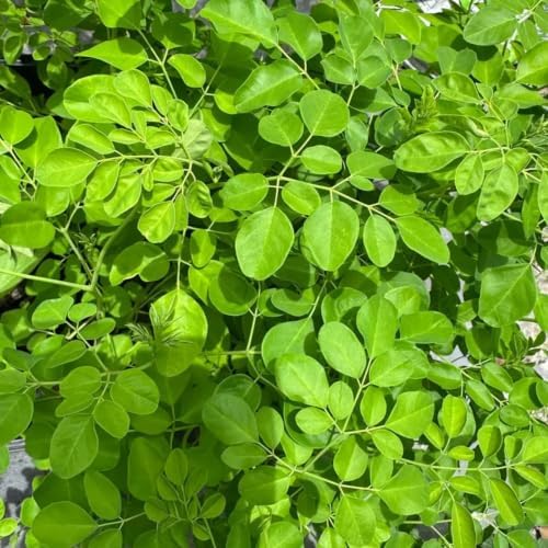 Set of 2 Moringa Tree Live Plants, 10-12 in, Jiffy Pellet | Fast Growing Edible Superfood Tree, USDA Zones 9 to 11, Full Sun, Jiffy Pellet