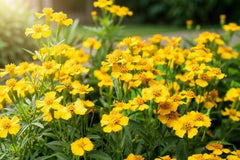 Set of 2 Mexican Tarragon Live Plants, Tagetes Lucida, Starter Plants | Mexican Mint Marigold, Anise Scented Culinary Herb, USDA Zones 8 to 11, Full Sun, 4-8 Inches, No Pot