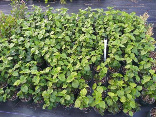 Hardy Hibiscus Luna White Live Starter Plant, 4-8 Inches | Giant Dinner Plate Perennial Blooms, USDA Zones 4 to 9, Full Sun, No Pot