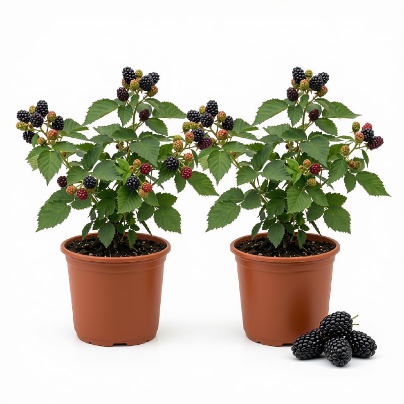 Set of 2 Navaho Thornless BlackBerry Live Plants, 4-8 Inches | Sweet Thornless Blackberry Bush, USDA Zones 6 to 10, Full Sun, No Pot