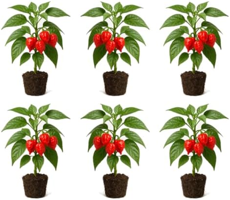 Set of 6 Carolina Reaper Pepper Live Plants, One of the Worlds Hottest Peppers, Edible, USDA Zones 9 to 11, Full Sun | One of the Worlds Hottest Peppers, Edible, USDA Zones 9 to 11, Full Sun