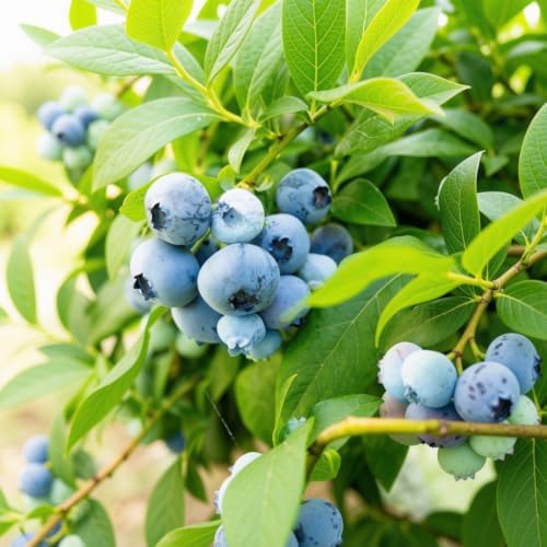 Set of 2 Sunshine Blue Blueberry Live Plants, 4-8 Inches | Dwarf Low-Chill Blueberry Bush, USDA Zones 5 to 10, Full Sun, No Pot