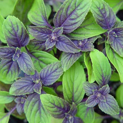 African Blue Basil Starter Plant - Aromatic Culinary Herb, 1 in Pot | Ships as one rooted starter in a 1 in plug pot. Aromatic African Blue Basil, purple-tinged leaves, a bee-loved culinary herb.