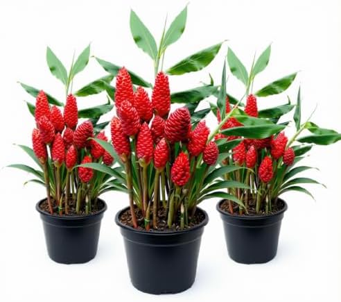 Set of 2 Red Awapuhi Shampoo Ginger Live Plant, Zingiber Zerumbet | Starter Plant, 4-8 Inches, Hawaiian Shampoo Plant, Fragrant Red Cone Flowers, USDA Zones 9 to 11, Partial Shade, No Pot