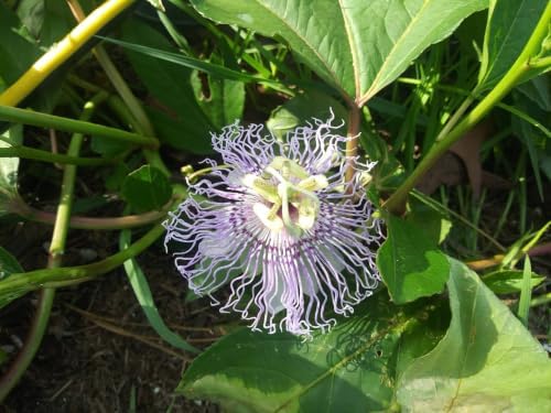 Possum Purple Passion Fruit Live Plant, Self-Fertile Cold Hardy Edible Purple Passionfruit Vine, USDA Zones 7 to 11, Full Sun