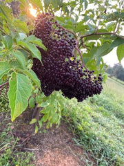 American Elderberry Live Plant in 4 in Pot - Sambucus Canadensis, Edible | Ships as a live starter shrub in a 4 in pot. Fast-growing native that yields edible dark-purple berries. Hardy zones 4-9.