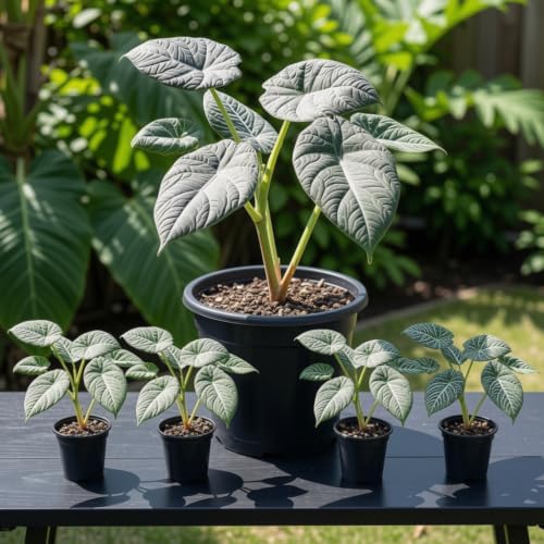 Alocasia Platinum Live Starter Plant, 4-8 Inches | Silvery-Blue Metallic Sheen Leaves, USDA Zones 10 to 11, Partial Shade, No Pot