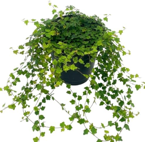 String of Frogs Live Plant, 4 in, Nursery Pot | Ficus pumila 'Quercifolia', tiny oak leaf shaped foliage, a tropical fig vine not a succulent