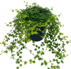 String of Frogs Live Plant, 4 in, Nursery Pot | Ficus pumila 'Quercifolia', tiny oak leaf shaped foliage, a tropical fig vine not a succulent