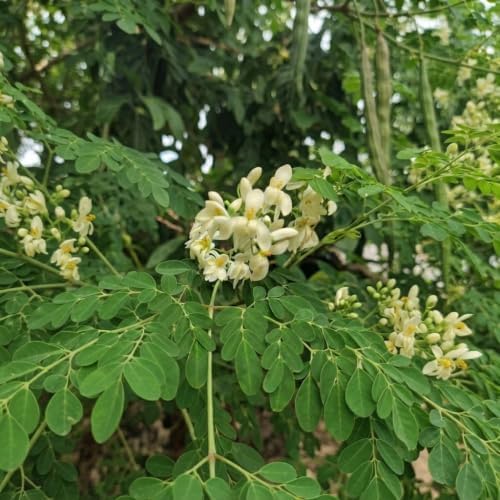 Set of 2 Moringa Tree Live Plants, 10-12 in, Jiffy Pellet | Fast Growing Edible Superfood Tree, USDA Zones 9 to 11, Full Sun, Jiffy Pellet