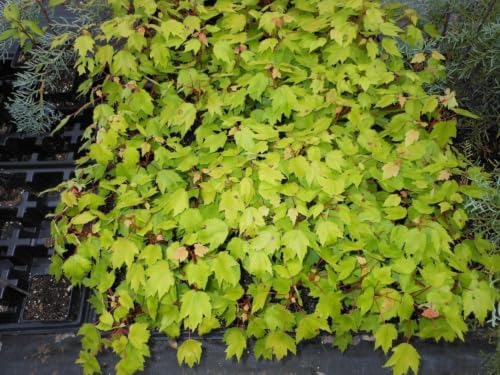 Red Maple Tree Live Plant in 4 in Pot, 12-16 in Tall - Acer rubrum | Ships as a live starter tree about 12-16 in tall in a 4 in nursery pot. Brilliant red fall color. Hardy in USDA zones 3-9.