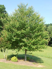 Red Maple Tree Live Plant in 4 in Pot, 12-16 in Tall - Acer rubrum | Ships as a live starter tree about 12-16 in tall in a 4 in nursery pot. Brilliant red fall color. Hardy in USDA zones 3-9.