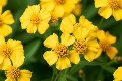 Set of 2 Mexican Tarragon Live Plants, Tagetes Lucida, Starter Plants | Mexican Mint Marigold, Anise Scented Culinary Herb, USDA Zones 8 to 11, Full Sun, 4-8 Inches, No Pot