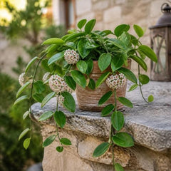 Hoya Sunrise Live Plants, 4-8 Inches Tall | Sun Stressed Wax Plant, Glossy Trailing Vine, USDA Zones 10 to 12, Partial Shade, No Pot