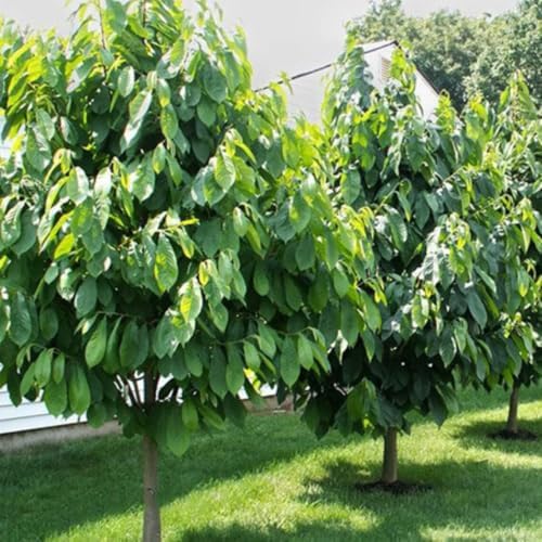 Paw Paw Indian Banana Tree Live Plant, 6-12 Inches, Quart Pot | Cold Hardy Native Fruit Tree, USDA Zones 5 to 8, Full Sun to Full Shade, Quart Pot