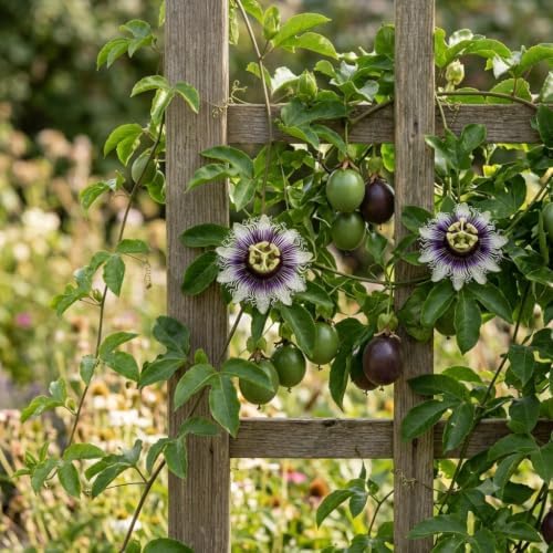 Possum Purple Passion Fruit Live Plant, Self-Fertile Cold Hardy Edible Purple Passionfruit Vine, USDA Zones 7 to 11, Full Sun