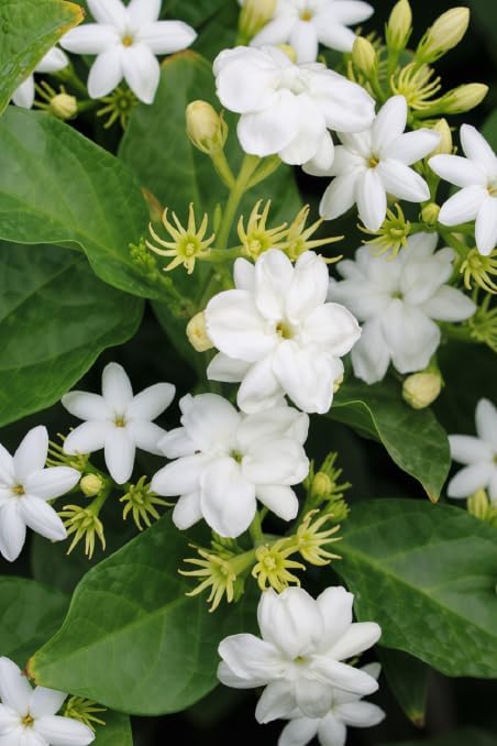 Set of 2 Maid of Orleans Arabian Jasmine Live Starter Plants, 4-8 Inches | Fragrant Double White Star-Shaped Blooms, USDA Zones 8 to 11, Full Sun, No Pot