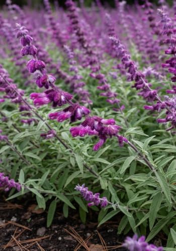 Set of 3 Mexican Sage Salvia Live Plants, 4-8 in, No Pot | Velvety Purple & White Flower Spikes, Full Sun, USDA Zones 8 to 10, No Pot