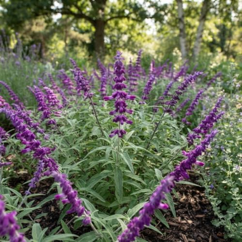 Set of 3 Mexican Sage Salvia Live Plants, 4-8 in, No Pot | Velvety Purple & White Flower Spikes, Full Sun, USDA Zones 8 to 10, No Pot
