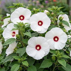 Hardy Hibiscus Luna White Live Starter Plant, 4-8 Inches | Giant Dinner Plate Perennial Blooms, USDA Zones 4 to 9, Full Sun, No Pot