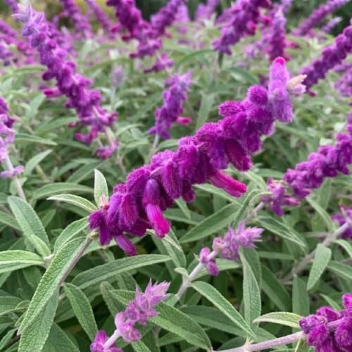 Set of 3 Mexican Sage Salvia Live Plants, 4-8 in, No Pot | Velvety Purple & White Flower Spikes, Full Sun, USDA Zones 8 to 10, No Pot