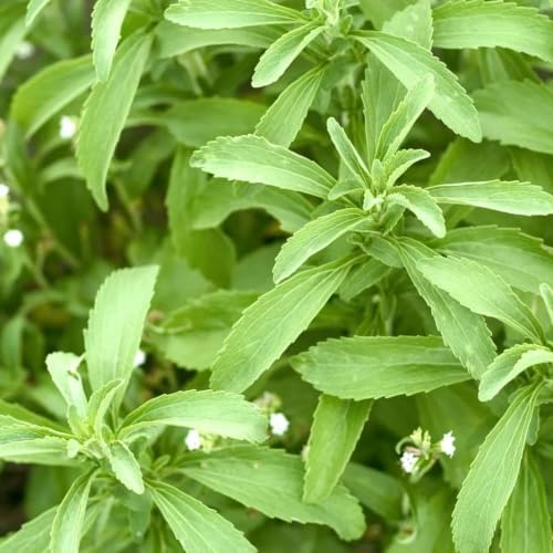 Set of 2 Stevia Live Plants, Natural Sweetener Herb, 4-8 Inches | Sugar Substitute, USDA Zones 9 to 11, Full Sun, No Pot