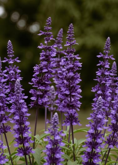 Set of 3 Mexican Sage Salvia Live Plants, 4-8 in, No Pot | Velvety Purple & White Flower Spikes, Full Sun, USDA Zones 8 to 10, No Pot