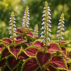 Set of 3 Coleus Florida Sun Rose Live Plants, Vivid Multicolor Foliage Plant, USDA Zones 10 to 11, Partial Shade