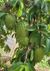 Soursop Tree Live Plant, 4 to 7 Inch Annona Muricata Guanabana | Tropical Guanabana Fruit Tree, USDA Zones 10 to 11, Full Sun, NO Pot
