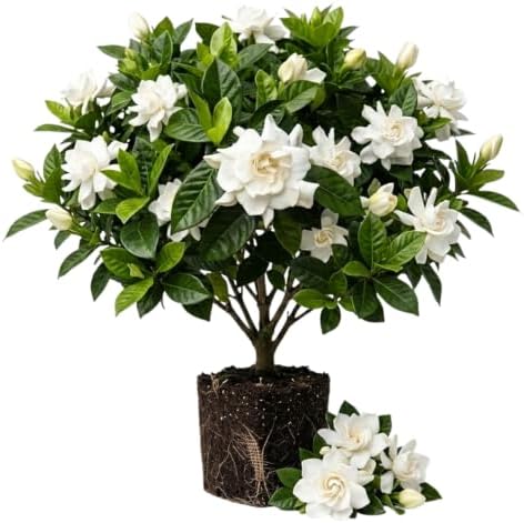 Set of 2 Maid of Orleans Arabian Jasmine Live Starter Plants, 4-8 Inches | Fragrant Double White Star-Shaped Blooms, USDA Zones 8 to 11, Full Sun, No Pot