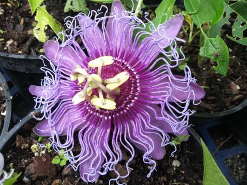 Possum Purple Passion Fruit Live Plant, Self-Fertile Cold Hardy Edible Purple Passionfruit Vine, USDA Zones 7 to 11, Full Sun