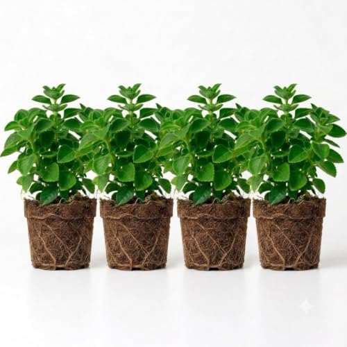 Pack of 2 Cuban Oregano Plants Live, 4 to 6 Inch | Plectranthus Mexican Mint Spanish Thyme Herb for Indoor and Outdoor Growing, Aromatic Culinary Plant, USDA Zones 10 to 11