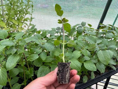 African Blue Basil Starter Plant - Aromatic Culinary Herb, 1 in Pot | Ships as one rooted starter in a 1 in plug pot. Aromatic African Blue Basil, purple-tinged leaves, a bee-loved culinary herb.