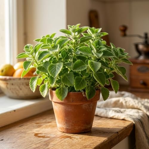 Pack of 2 Cuban Oregano Plants Live, 4 to 6 Inch | Plectranthus Mexican Mint Spanish Thyme Herb for Indoor and Outdoor Growing, Aromatic Culinary Plant, USDA Zones 10 to 11