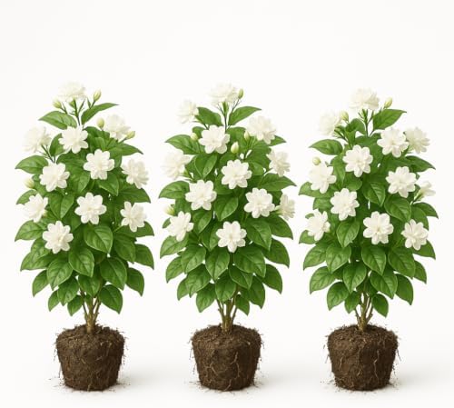 Set of 3 Maid of Orleans Sambac Jasmine Live Plants, Fragrant White Flowering Vine, USDA Zones 8 to 11, Full Sun