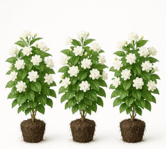 Set of 3 Maid of Orleans Sambac Jasmine Live Plants, Fragrant White Flowering Vine, USDA Zones 8 to 11, Full Sun